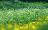 Lạc lối giữa cánh đồng hoa tam giác mạch ở Hà Nội